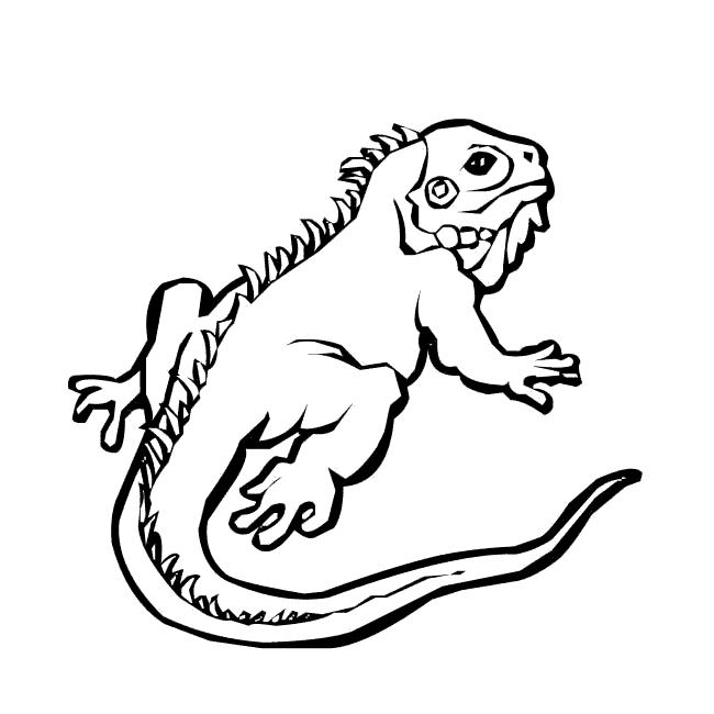 Dibujos para colorear animales salvajes | Iguana