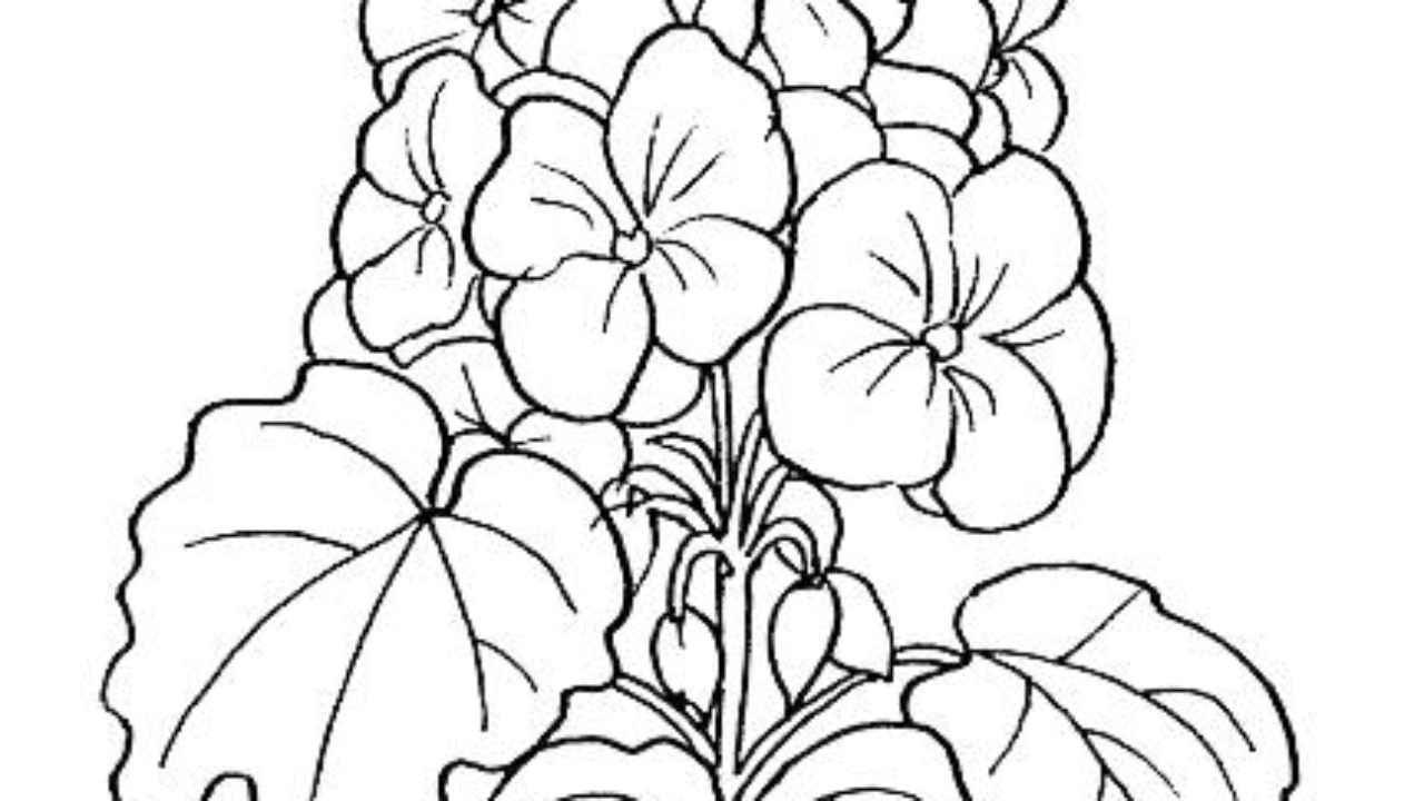 Dibujos para pintar flores | Geranios | Dibujos para cortar y colorear