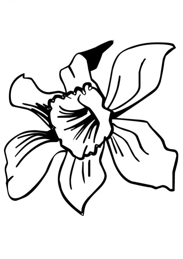 Dibujos para pintar flores |Orquídea | Dibujos para cortar y colorear